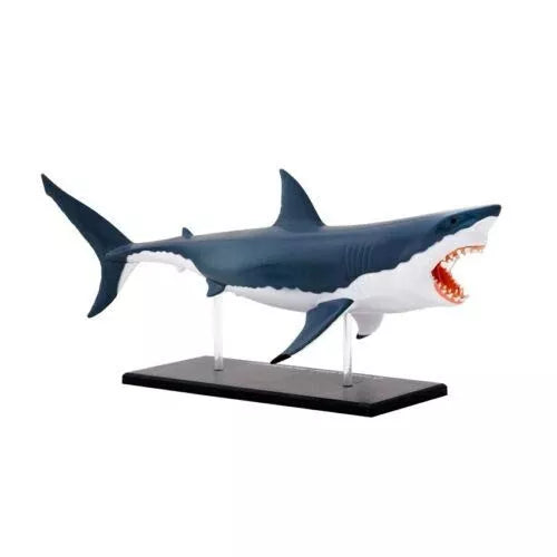 DIDŽIOJO BALTOJO RYKLIO ANATOMIJOS MODELIS