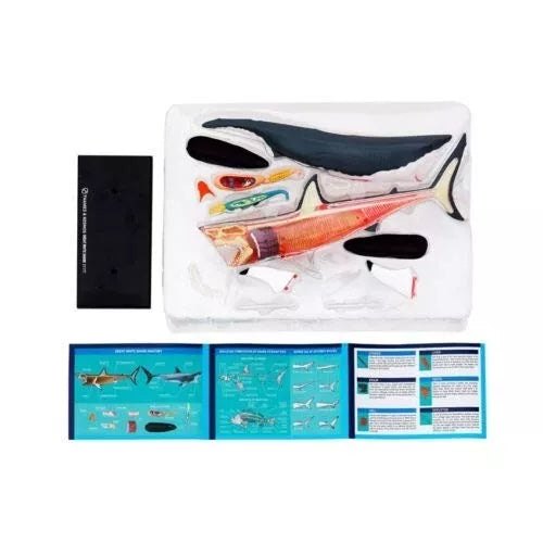 DIDŽIOJO BALTOJO RYKLIO ANATOMIJOS MODELIS