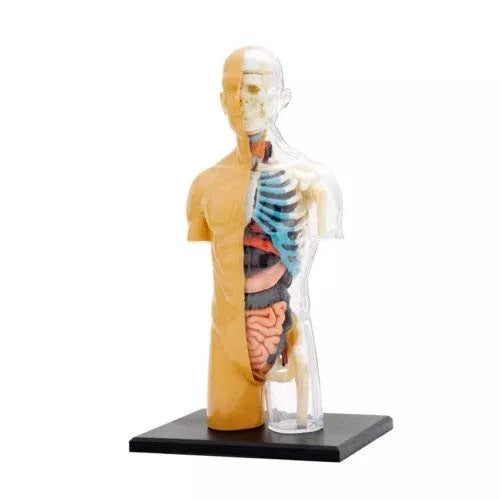 ŽMOGAUS KŪNO ANATOMIJOS MODELIS