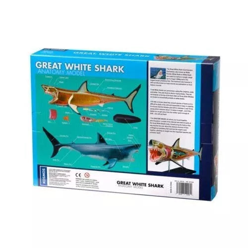 DIDŽIOJO BALTOJO RYKLIO ANATOMIJOS MODELIS