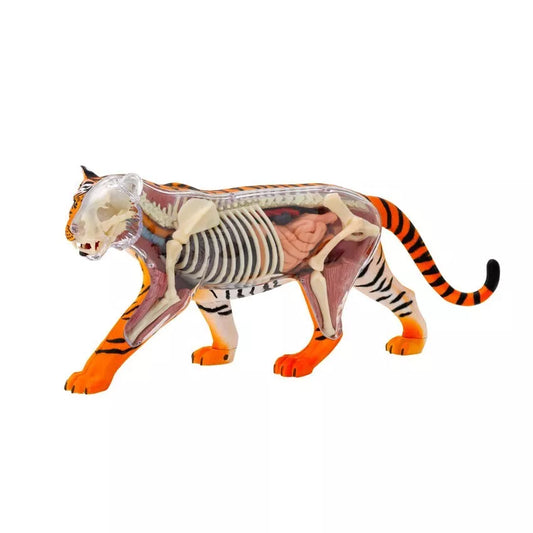 TIGRO ANATOMIJOS MODELIS
